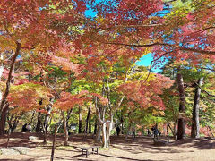 もみじはだいぶ終わっていたのですが、写真だと綺麗な感じに写りました。
よく見るとだいぶ枯れてます。笑

この公園のそばに博物館もあるのですが、SLに乗る予定があるので、先を急ぎます。