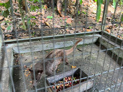14:00
>バリ プリナ
ジャコウネコで有名な「コピルアック」のコーヒー農園で休憩