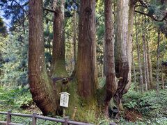 場所は変わって、こちらも名所のかぶら杉。
ここは幹線沿いにあるのでとても行きやすい。
