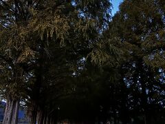 夕方5時過ぎ、暗くなってきたあたり
宿の近くの、メタセコイア並木道に着きました
スケジュール的にはほぼ予定通りです
ここから約3キロのゲストハウスに投宿