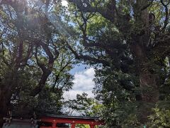 開聞岳の近くの枚聞神社にも行きました
大きなクスノキがありました