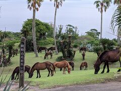 開聞岳の自然公園には、野生のトカラ馬がたくさんいました。結構楽しめます。
