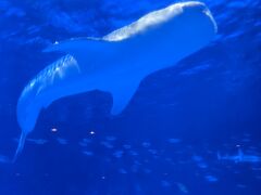 路面電車に乗り、桜島へのフェリー乗り場近くの水族館へ行ってみました
ジンベエザメ
