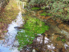 田代池まで散策路を歩きます。
横の小川は水や水草が綺麗です。