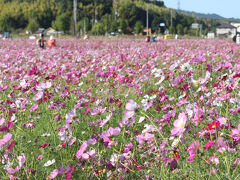 史跡中宮寺跡歴史公園のコスモス
