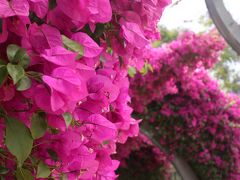 一応カメラも持って行っていたのですが、次々と移動していたので使う機会があまりありませんでした。これは数少ないカメラ画像ですが、ブーゲンビリアの実際の色はこちらに近かったように思います。