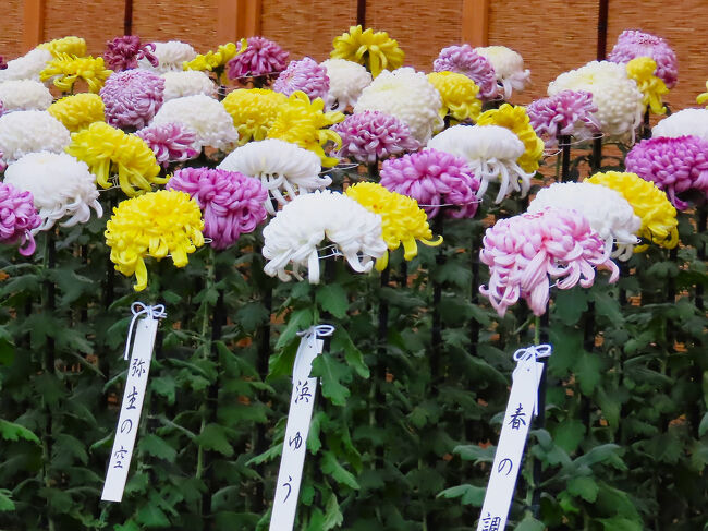 新宿御苑-5 菊花壇展 大菊花壇《手綱植え》39品種311株 ☆一文字