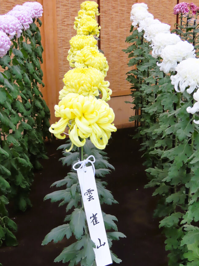 新宿御苑-5 菊花壇展 大菊花壇《手綱植え》39品種311株 ☆一文字
