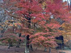 11月16日
山中湖湖畔散策
山中湖も紅葉がきれいです