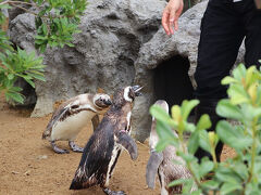 餌をもらっているペンギンたちです。