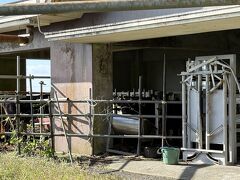 牛がいました。