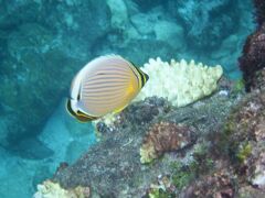 ・ミスジチョウチョウウオ