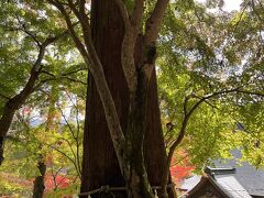 神社紅葉はもう少し後だった