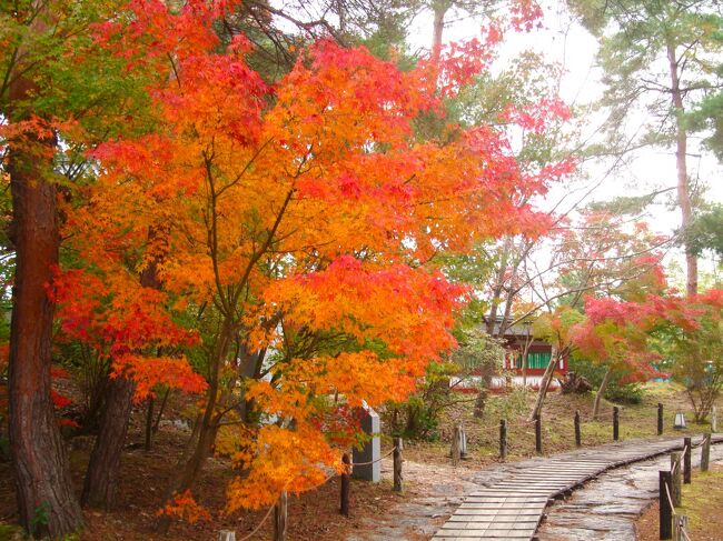 小柄袋、鉄地に松と紅葉図 小柄袋、鉄地に松と紅葉図