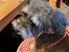 お昼は浜松城の駐車場のすぐ目の前にあるドッグルハウスさんで。
名前のとおりワンコOKです
ただしオムツが条件、お嬢犬生初のオムツ
普通に受け入れてました