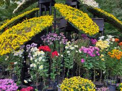 楽寿園では菊祭りを開催中でした