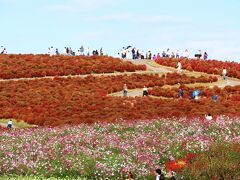 少し茶色になってきていますが、赤と交じって美しく広がっています。