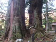 逆杉