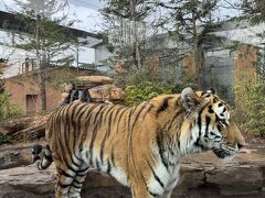 日頃の疲れを動物と触れ合って癒されたい！と思い、数年ぶりに那須どうぶつ王国へ。
あいにくの雨混じりの天気ながら、デジタルチケットをアソビューで事前に購入し、9時開園と同時に入りました。いきなりのアムールトラのドアップ！