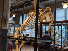 こちらは馬の骨格。
他にもたくさんの骨格展示があって
「これは何の動物だろうね」とクイズみたいにして楽しみながら見学しました。