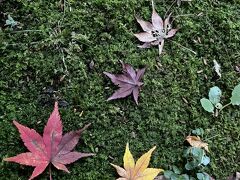 唯一撮った写真はコレ。　もう少しキレイな落ち葉が集まってる所を探したのですが、紅葉はそこまで進んでいないのに、落ちてる葉っぱはもうすっかり枯れて色も変わってしまってる感じでした…。　今年見に行った紅葉で1番期待外れだったかもなぁ～…。

** 公共交通機関ユーザーへの情報 **
ロケーション的には、JR能登川駅か近江鉄道の五箇荘駅が最寄りのようですが、どっちにしても片道45分～1時間15分ほどかかるようです。　レンタサイクルとかがあれば便利かもですが…。