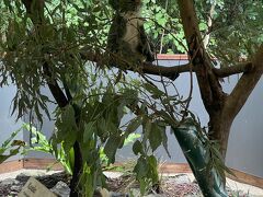 次に向かったのは、ハートレイズクロコダイルアドベンチャー。雨だからどうかなと思ったけど、雨のほうが動物が出てくるそう。