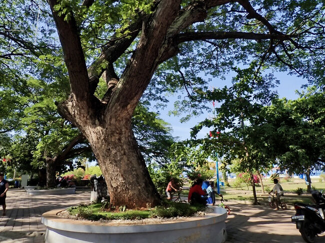 公園にも大きな木があって、<br />木陰に座っている人がいました。