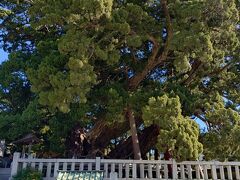 写真では伝わらない迫力(笑)。
本当に大きくてビックリしました((((；ﾟДﾟ))))
