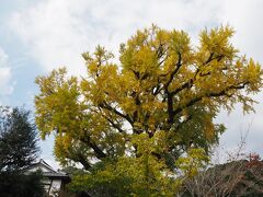 有田の大公孫樹