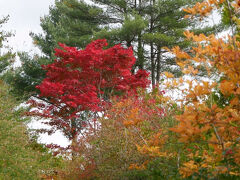 一時間半ほどして目的の陽殖園に到着。

武市さん作出のカエデが真っ赤に
どうしてこんなに綺麗な赤になるのかしらね～
