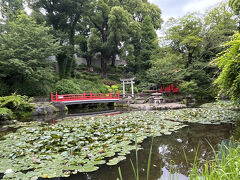 この日は不忍通りを越えて文京区の小さな公園へ。

須藤公園　
もともとは、江戸時代加賀藩十万石の支藩の屋敷跡で、まずは政治家の邸宅となり、さらに実業家の須藤吉左衛門が買い取り、昭和になってから公園用地として東京市に寄付、更に文京区に移管され公園として整備されたという公園です。
池の中州には小さな弁財天社が祀られています。園内には藤棚が設けられていたり、笹を中心とした植栽の中に野草が咲いていたり、自然豊かな公園となっています。　　　　　　（訪問日　5月２０日）
