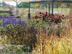 あさひかわ北彩都ガーデンはJR旭川駅に面した側から、ガーデン内を流れる忠別川沿いに東側へ細長く続いている広いガーデンで、この日は旭川駅側のガーデンではすでに刈り込みや冬囲い等、冬支度が始まっていましたが、ガーデンセンター側のガーデンはまだ草花が残っていて、朝陽を浴びて輝いていました。

紫色のサルビアとダリア黒蝶の花色が濃い！
エキナセアの黒いシードヘッドとで、深まる秋の雰囲気が素敵です。
暖地だとなかなかこのような風景になりませんからね～