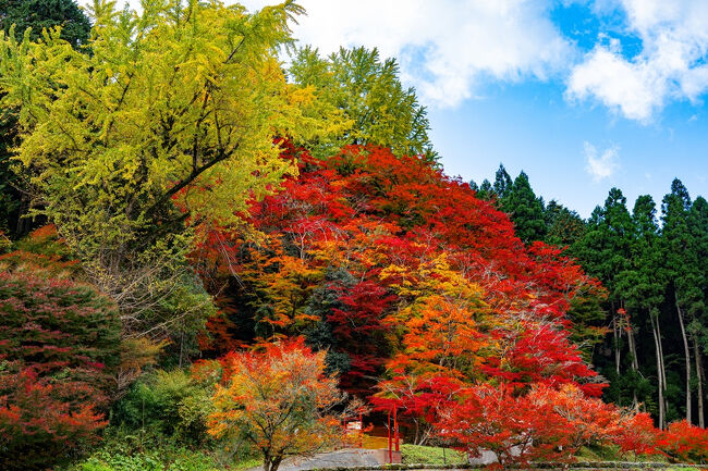 紅葉｜壷阪寺｜奈良大和路の花のみどころ｜奈良県観光[公式