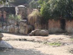 天王寺動物園に