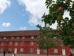 あらこんなところにリンゴの木？