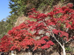 山頂駐車場から東照宮への参道は結構紅葉しています
