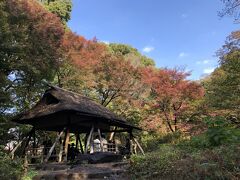 旧古河庭園から20分ほどのところに残る大名庭園の六義園。
つつじの古木材を利用して造られたつつじ茶屋は、六義園で最もきれいな紅葉スポットだと思いますが、この日は見頃には程遠い状態でした。
