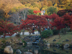 円山公園を通り抜ける。

もう日陰になってましたが、ここの紅葉も見事に染まっておりました。