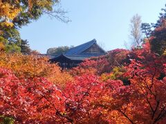 橋から真っ赤な紅葉で埋め尽くされた
渓谷「洗玉澗」を見下ろせます。

いきなり絶景！

この渓谷一帯に繁る楓は「通天紅葉」
と呼ばれ、その数はなんと2000本！

向こうに見えるのが、通天橋です。
そこから見る紅葉は、京都で随一と
誉れ高き景色だとか。