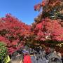 2024年紅葉・京都旅♪