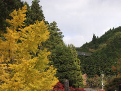 龍泉寺のいちょうと吊り橋のかりがね橋