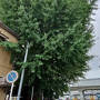 トラピックス　京都長期滞在 フリープラン 6日間（4）父の遺した古い写真を見て、初めて島原の「角屋」を訪ねる。