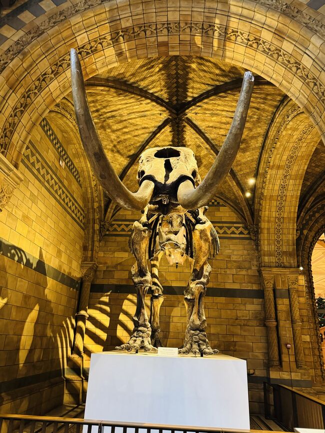 クリスマスカラーのロンドンへひとり旅 自然史博物館 クリスマスカラーのロンドンへひとり旅 自然史博物館