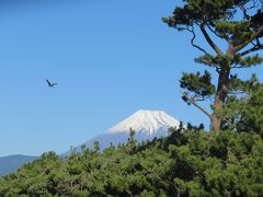 ここは、駿河湾沿いに広がる自然海浜公園『千本浜公園』
約10㎞にわたる黒松林の千本松原で知られる。
ここから仰ぐ富士山は素晴らしかった。