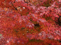 紅葉は終わってしまったかと思っていましたが、境内はまだ楽しむことができました。