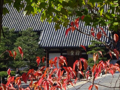 東福寺境内と紅葉。
東福寺は東山南部の中腹にあり、駅から坂を登るのだが、京阪の鳥羽街道から入り、南から北へ境内を移動するように見て廻り、北から出て京阪東福寺駅へ抜ける方が、歩きやすいようだ。