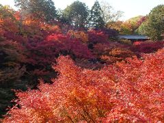 東福寺
ちょうど紅葉の見ごろ
まるで赤い雲海のようだ