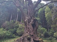武雄の大楠