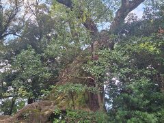 塚崎の大楠