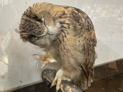 次は掛川の花鳥園に行きました。入り口を入るとすぐにフクロウがたくさん見られます。